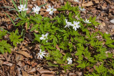 Ormanın beyaz çiçekleri ve yeşil yaprakları.