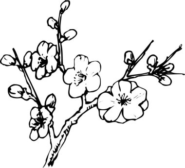 Beyaz arka planda siyah çiçekler, izole edilmiş bitki.