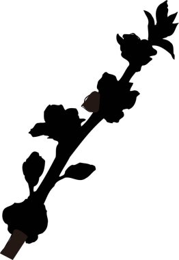 Beyaz arkaplanda izole edilmiş siyah çiçek silueti, çiçekli botanik illüstrasyon 