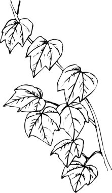 Yapraklı dalın siyah basit silüeti