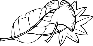 Çizgi film yapraklı siyah beyaz çizimler