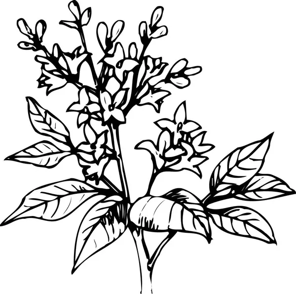 美丽的花卉素描 手工绘制的植物图画 黑白的 — 图库照片