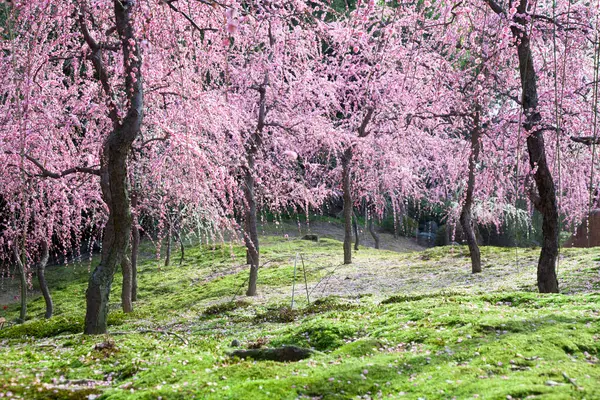 Розовый Цветок Вишни Японии — стоковое фото