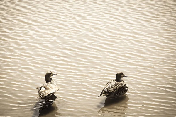 Closeup Shot Ducks Lake Daytime — Stock Photo, Image
