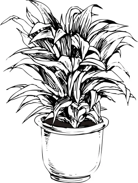 Houseplant Potten Blomster Botanisk Illustrasjon Svart Hvit – stockfoto