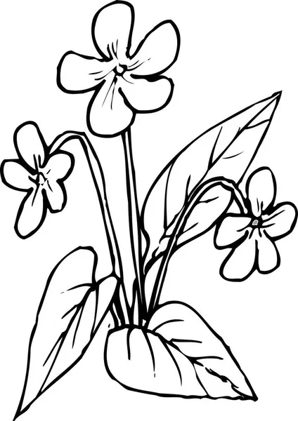 Black flowers on white background, isolated plant