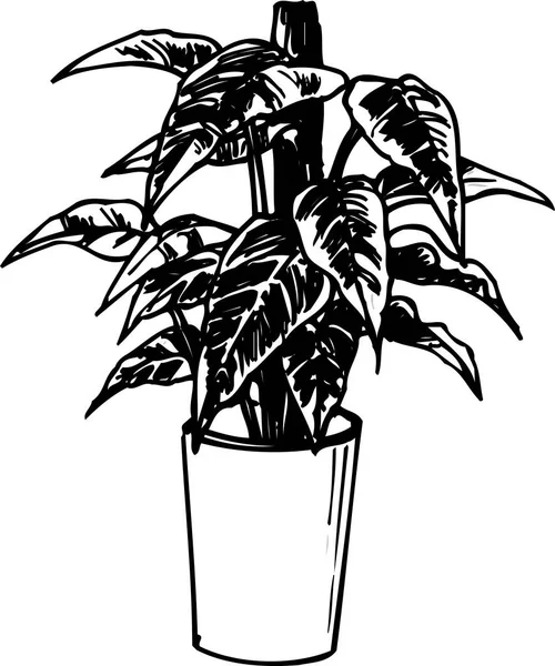Кімнатна Рослина Горщику Намальована Вручну Квіткова Ботанічна Ілюстрація Чорно Біла — стокове фото
