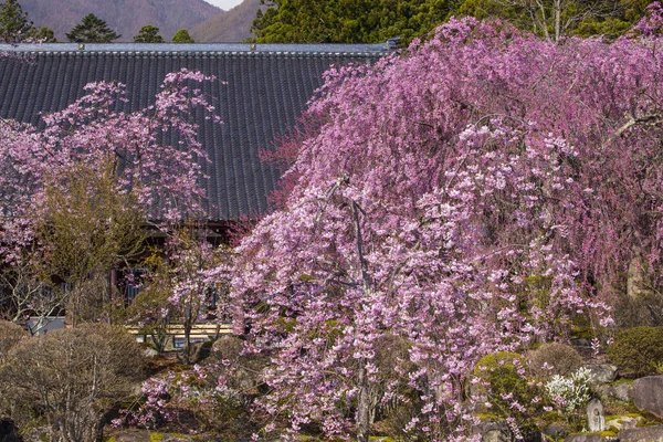 Tavaszi Kert Rózsaszín Cherry Blossom — Stock Fotó