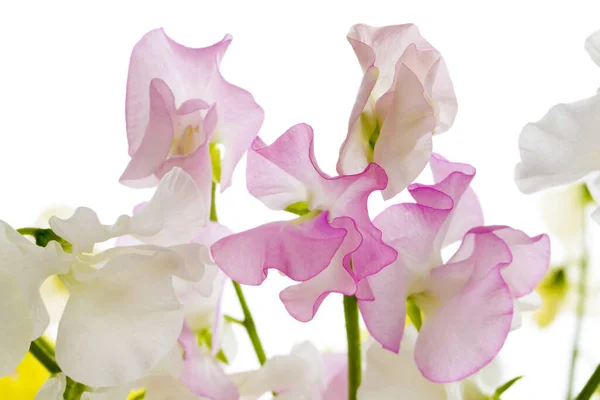Zbliżenie Kolorowe Kwiaty Białym Tle — Zdjęcie stockowe