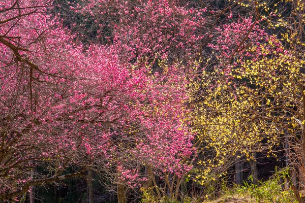 Japonya 'da pembe çiçek açan ağaçlar