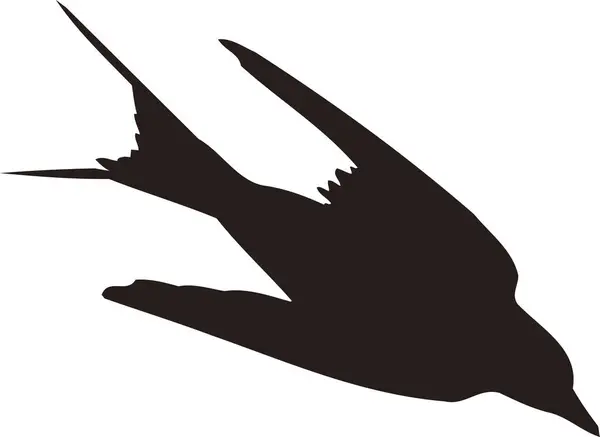 Černá Pták Silueta Bílém Pozadí — Stock fotografie