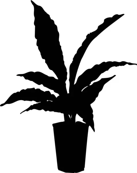 Чорний Квітковий Силует Ізольований Білому Тлі — стокове фото