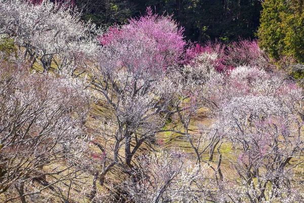 Ανθισμένα Δέντρα Στην Ιαπωνία Θέα Την Ημέρα — Φωτογραφία Αρχείου