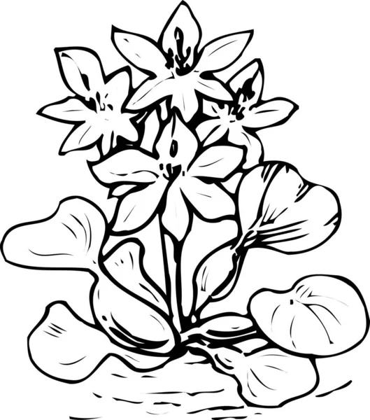 Güzel Çiçek Açan Bitki Yaz Çiçeği Tasarımı Çizimi Botanik Çizimi — Stok fotoğraf