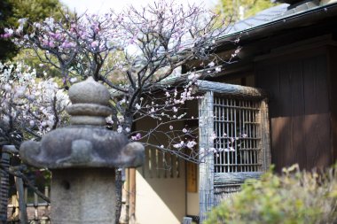 Çiçek açan ağacı ve geleneksel evin yanındaki eski taş feneri olan güzel Japon bahçesi.