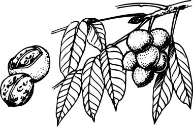 fındıklı ve yapraklı dalın siyah beyaz çizimi