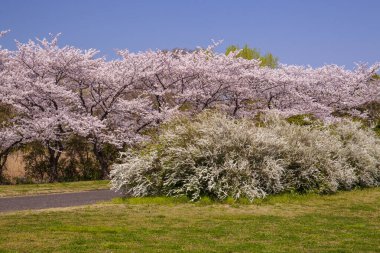 Japonya 'da kiraz çiçekleri, Tokyo.