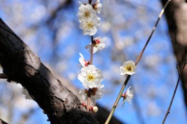 Kapalı kiraz çiçekleri baharda açar.
