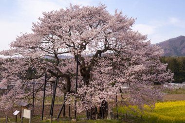 Japonya 'da kiraz çiçeği 