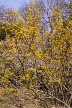 Sonbahar parkında sarı yapraklı ağaç