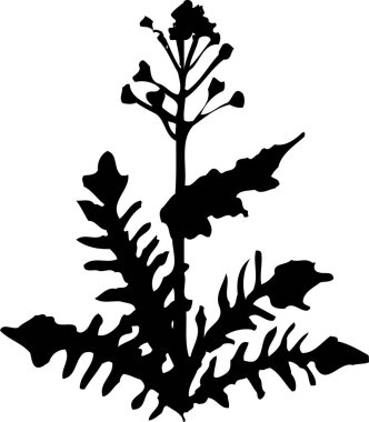 Beyaz arkaplanda izole edilmiş siyah çiçek silueti, çiçekli botanik illüstrasyon 