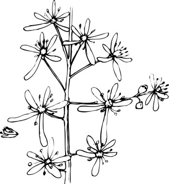 Çiçeklerin siyah beyaz çizimi