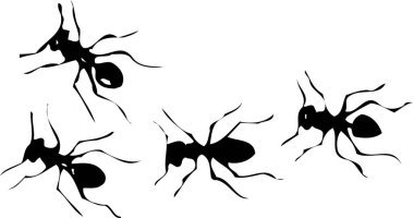 Beyaz arkaplandaki karıncaların siyah silueti