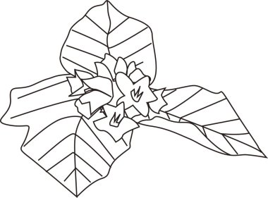 Güzel çiçek tasarımı, el çizimi, botanik çizimi, siyah ve beyaz.