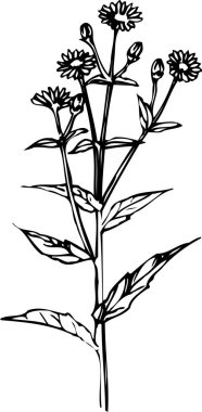 güzel çiçek açan bitki, yaz çiçeği tasarımı, el çizimi botanik çizimi, siyah ve beyaz