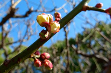İlkbaharda tomurcukları olan ağaç dallarının görüntüsünü kapat     