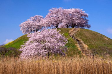 Japonya 'da kiraz çiçekleri, Tokyo