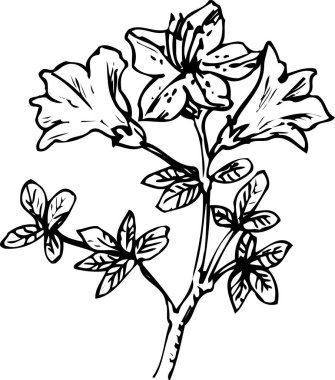 Güzel çiçek açan bitki, çiçek dizaynı, el çizimi botanik çizimi, siyah ve beyaz