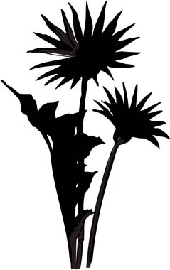 Beyaz arkaplanda izole edilmiş siyah çiçek silueti, çiçekli botanik illüstrasyon 