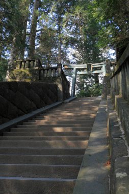 Ormandaki kutsal tapınağa giden merdivenler yıpranmış.