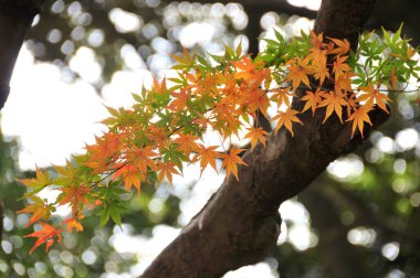 Sonbahar yaprakları, sonbahar bitkileri