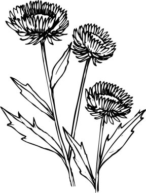 Güzel çiçek tasarımı, el çizimi, botanik çizimi, siyah ve beyaz.