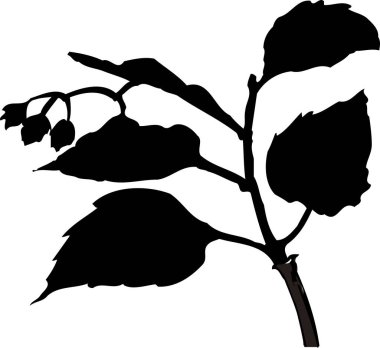 beyaz arkaplanda üç dallı siyah siluet