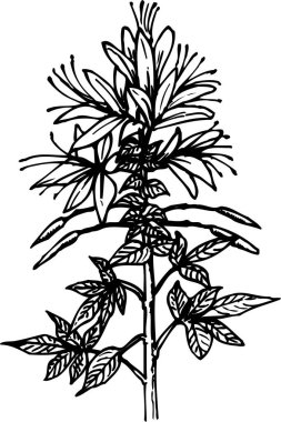 Güzel çiçek çizimi, el çizimi botanik çizimi, siyah ve beyaz.
