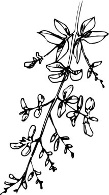 Güzel çiçek çizimi, el çizimi botanik çizimi, siyah ve beyaz.