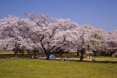 ilkbaharda kiraz çiçekleri, Japonya