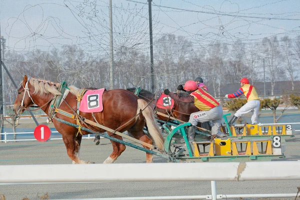 Banei Keiba Horse Racing Japan — Stock Photo, Image