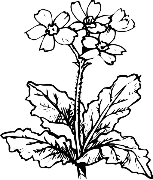 Vacker Blommande Växt Blommig Design Handritad Blommig Botanisk Illustration Svart — Stockfoto