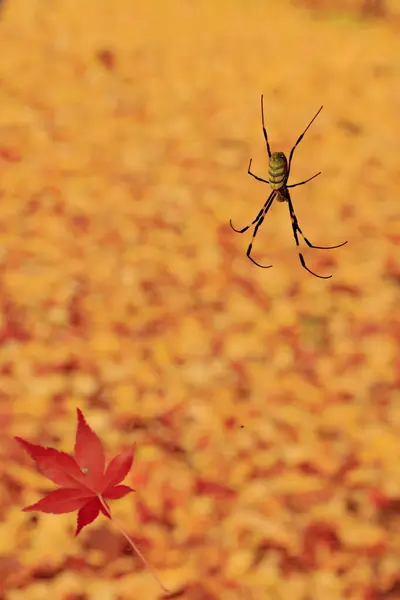 カラフルな紅葉の背景に対するクモ — ストック写真