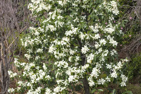 Ormanın Ortasında Beyaz Çiçekli Çalılar — Stok fotoğraf