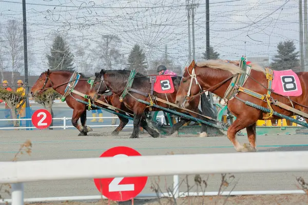 Banei Keiba Horse Racing Japonsku — Stock fotografie
