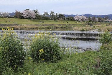 Kiraz çiçeklerinin güzel manzarası ve Kamo Nehri boyunca küçük sarı çiçekler, Kyoto Bölgesi, Japonya