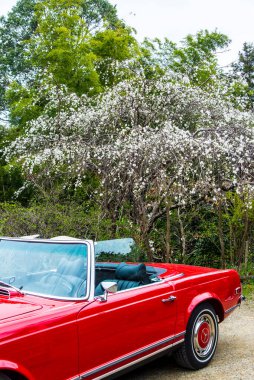 Parkta beyaz çiçekli retro kırmızı araba ve ağaç