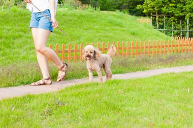 Kız sevimli bir köpekle yürüyor. 