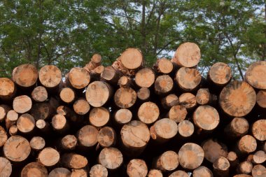 Ormana istiflenmiş odun yığını