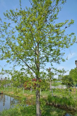 Ormandaki yemyeşil alanın detaylı görüntüsü